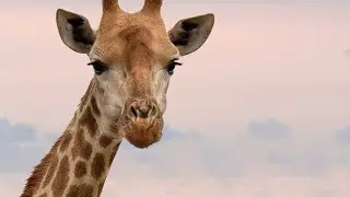Giraffe Sounds/Giraffe Voice