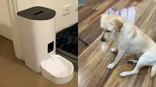 Pawz Smart Pet Feeder with Camera