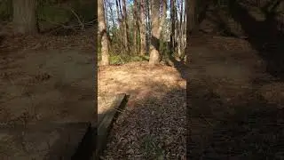 Most terrifying rehabber moment - ADULT SQUIRREL RELEASE almost goes horribly wrong - squirrel is OK