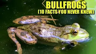 Bullfrog 🐸 (10 FACTS You NEVER KNEW)