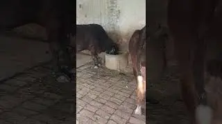 PLEASE SUBSCRIBE ME 🙏#daily hard work ✅🦬#dairy #explore #trending #animals#shorts #shortvideo