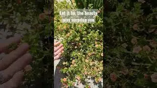 what to do with Volunteer plant