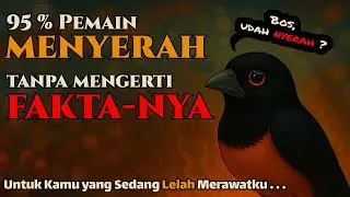 Murai Batu Macet Bukan Akhir! Tapi Awal dari Burung Hebat ,  ini Buktinya !