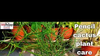 Pencil cactus plant care//How to grow and care euphorbia Tirucalli