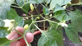 Tips to Pollinate Flowers of Chillies (Pagpapabunga ng Halamang Sili) - with English Caption