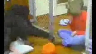 KANZI y SUE