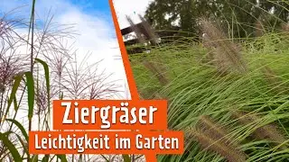 Gr&auml;ser in Szene gesetzt | MDR Garten