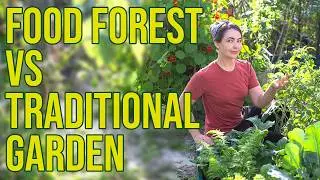 Food Forest vs Traditional Garden: Which one is better?
