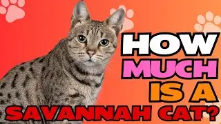 How Much is a Savannah Cat? 💰🐾