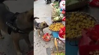 Dog buying veggies for owner#shorts #shortvideo #dog #cutedog