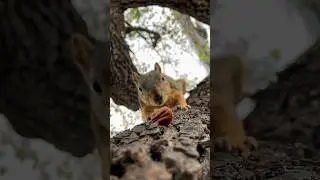 Slow Motion close up to Squirrel Baby Mini #animals #photography #reels #new #series #iPhone #tiktok