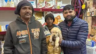 #azamgarh pet shop #Labrador dog 7007950024.8922002151 #dog