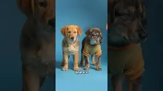 Qu&eacute; pasa si cruzas un golden retriever con un mestizo#animalhybrid #goldenretriever