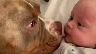 Two Bulldogs and Baby Crew First Encounter from Chaos to Love