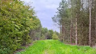 Weekly walk #27: St George&rsquo;s Wood, The National Forest | ASMR | No Music | Nature Sounds