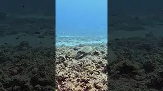 Turtle crash lands on an anemone. Get out of my face!