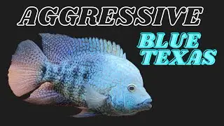 Aggressive Blue Texas Cichlid (H. Carpintis)