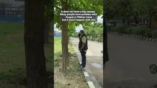 Plant Kadam Tree | Burflower Tree | Best Flowering Trees