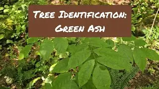 Tree Identification: Green Ash