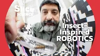 Bugs as Blueprints: Nature's Influence on Machines | SLICE SCIENCE