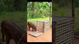 Best Animal Traps💀🍖