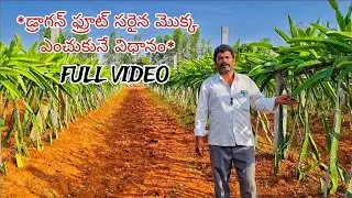 ||*డ్రాగన్ ఫ్రూట్ సరైన మొక్క ఎంచుకునే విధానం*||#agriculture #cultivation #farming #plants