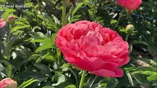 Peony Coral Sunset - Peony Plants and Roots online.