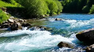 Peaceful River Sounds LIVE 🌿 Nature Ambience for Sleep & Relaxation