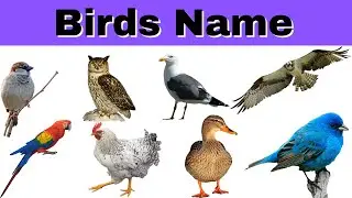 Birds Name in English |  Birds Name | English Learning | #Asha Kids TV