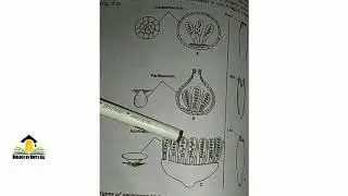 Ascus| apothecium | opothecium | perithecium | Cleistothecium | kingdom fungi | club shape |