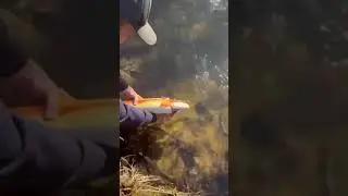 Big Palomino Release!#shorts #trout #troutfishing #palomino