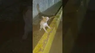 El gato 🐱 iluminado por el poder de las estrellas 💫💫💫