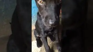 mastiff mix Labrador puppy looking strong 😱#viralvideo