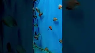 Honey Dwarf Gourami | Peaceful Nano Aquarium Beauty #shorts | Liana Fish