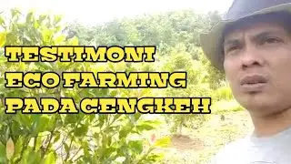 TESTIMONI ECO FARMING PADA TANAMAN CENGKEH