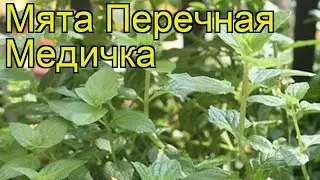 Мята перечная Медичка. Краткий обзор, описание характеристик, где купить саженцы mentha suaveolens