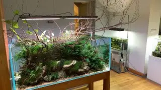 Awesome Aquascape Gallery - ADA POLAND 🇵🇱