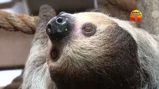 Catching a Baby Sloth and Its Mum in a Rare Active Moment