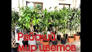 РАЙСКИЙ МИР ЦВЕТОВ/HEAVENLY WORLD OF FLOWERS
