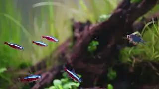 ClearTronic Aquarium UV Clarifier Features ⎸ Oase