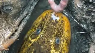 el fish catches hook fishing🎣 fish hunter fishing🎣 #fishing #fishingreels #elfishing #reels #shorts