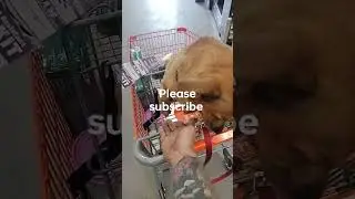 #awareness #viral #lonely #shortvideo #social #dog #anxiety #sad #walmart #anxietyawareness
