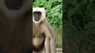 👑👑🐒🐒🐒👑👑#monkey_video #monkey