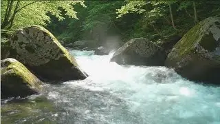 Crystal Clear Forest River 🌿💧 | Relaxing Nature Water Flow