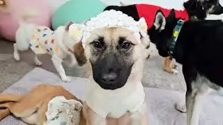 Adopt Ali 1