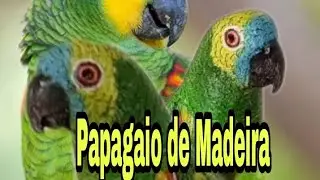 Artesão Orlando Castro esculpindo  um papagaio de madeira