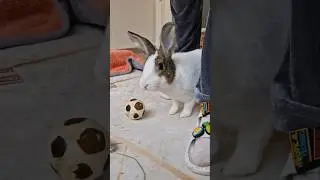 Да начнётся хаос 🐰 много нескивка и меток 🤣 #bunny #rabbit #зайчик #кролик