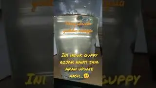 induk guppy rojak