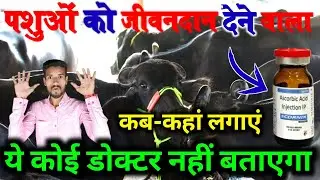 Vitamin C पशुओं में फायदे जानकर चौंक जाएंगे!ascorbic acid injection | HADA VETS CLUB | Vet injection