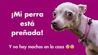 &iexcl;Mi perra est&aacute; pre&ntilde;ada y no hay macho en casa! 🏠 😨